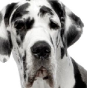 Meet your Posher, Issa